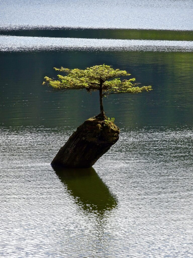 tree, isolated, bonsai, botany, plant, small, nature, miniature, dwarf