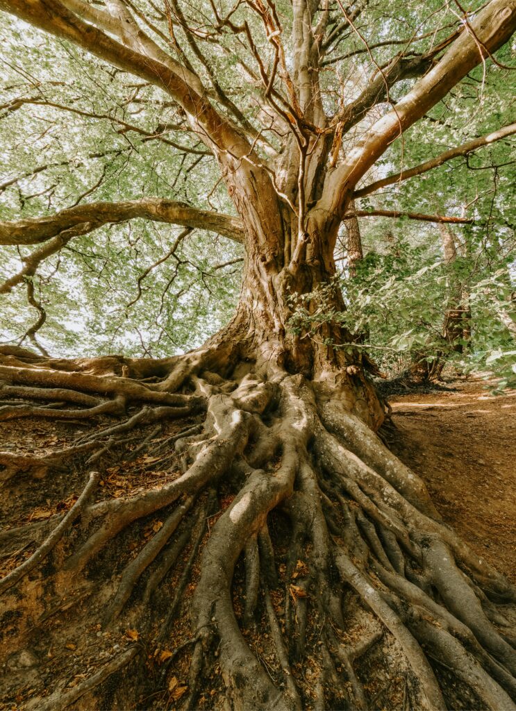 An impressive tree with sprawling roots in a tranquil forest setting, showcasing nature's beauty.