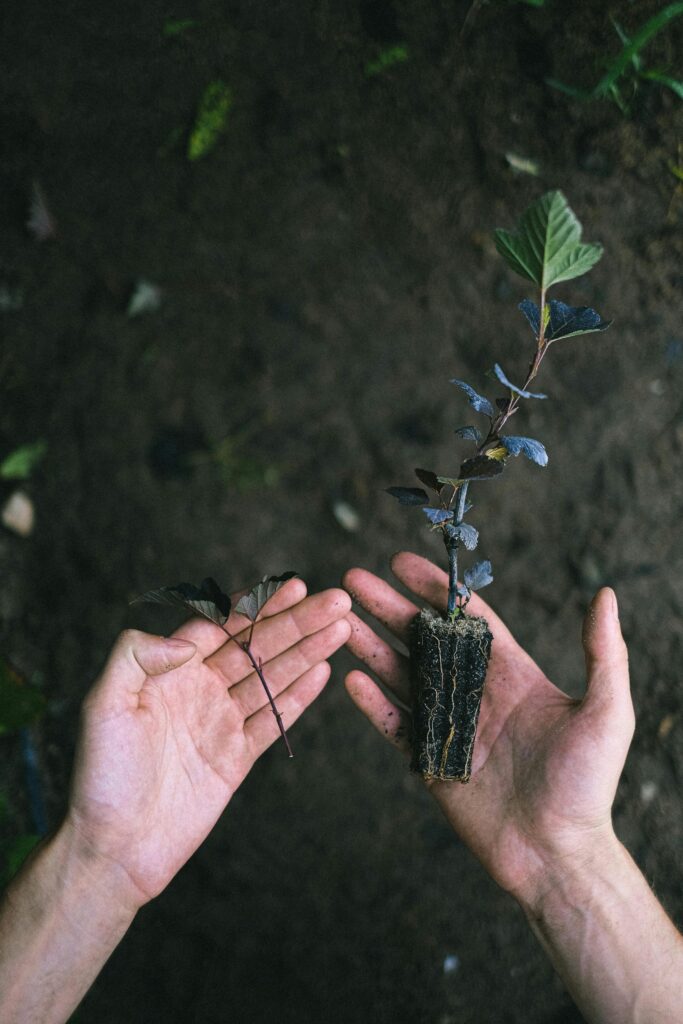 Hands carefully holding a sapling ready for planting in the soil, highlighting growth and nature.